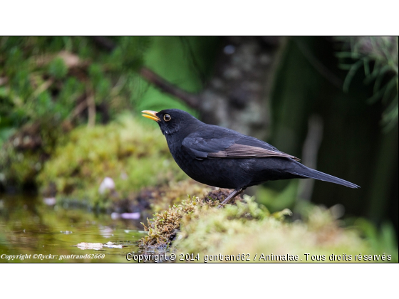 merle - Photo de Oiseaux