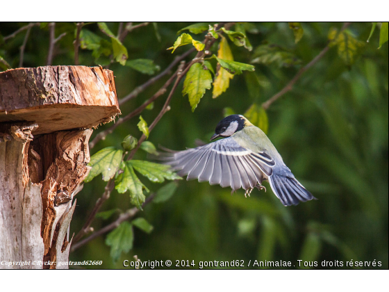 mésange - Photo de Oiseaux