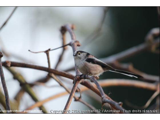 mesange à longue queue - Photo de Oiseaux