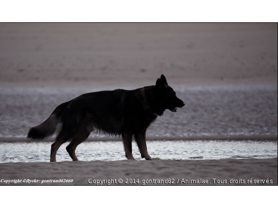 berger allemand - Photo de Chiens