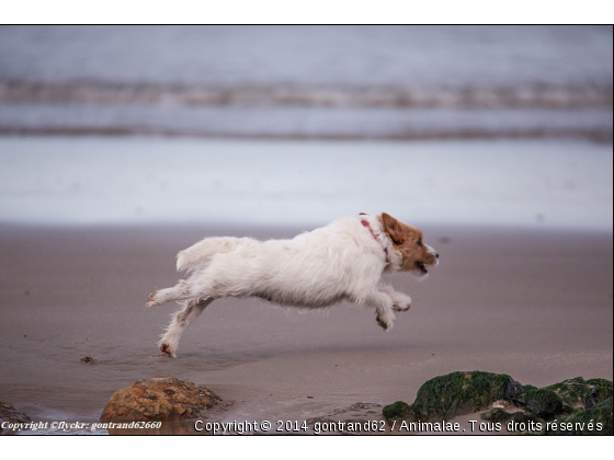 chien - Photo de Chiens