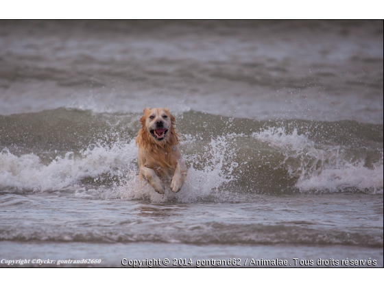 chien - Photo de Chiens