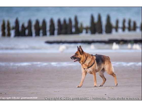 berger allemand - Photo de Chiens