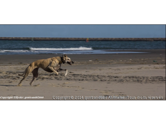 chien - Photo de Chiens