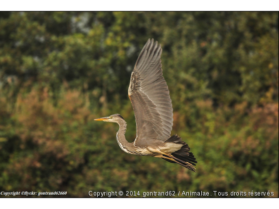 heron cendré - Photo de Oiseaux