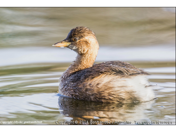 grebe castagneux - Photo de Oiseaux