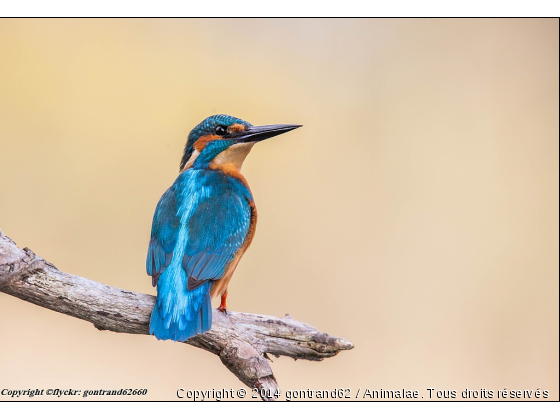 martin pecheur - Photo de Oiseaux