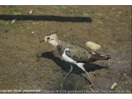 vanneau huppè - Photo de Oiseaux