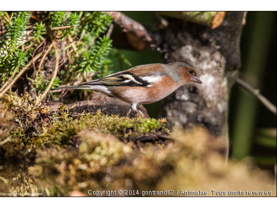 pinson des arbres - Photo de Oiseaux