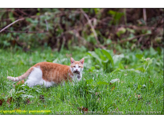 retour de chasse - Photo de Chats