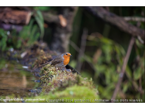 rouge gorge - Photo de Oiseaux