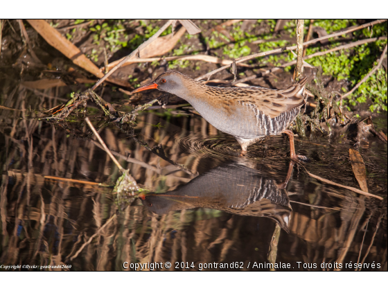 rale d&#039;eau - Photo de Oiseaux