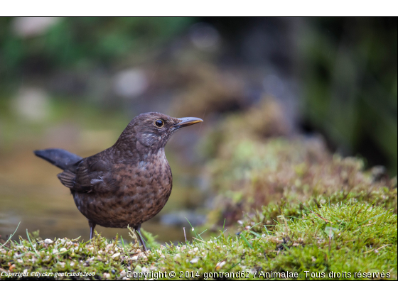 merlette - Photo de Oiseaux