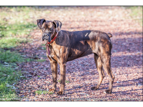 chien - Photo de Chiens