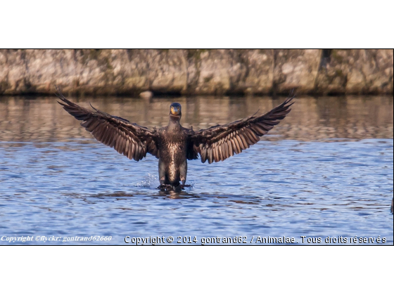 cormoran - Photo de Oiseaux