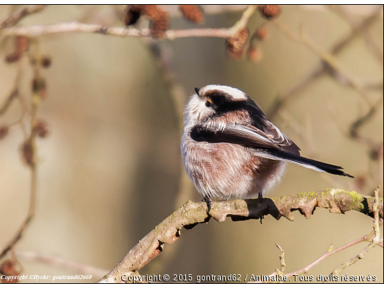 mésange à longue queue - Photo de Oiseaux