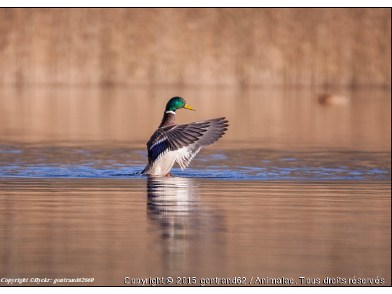 canard colvert - Photo de Oiseaux