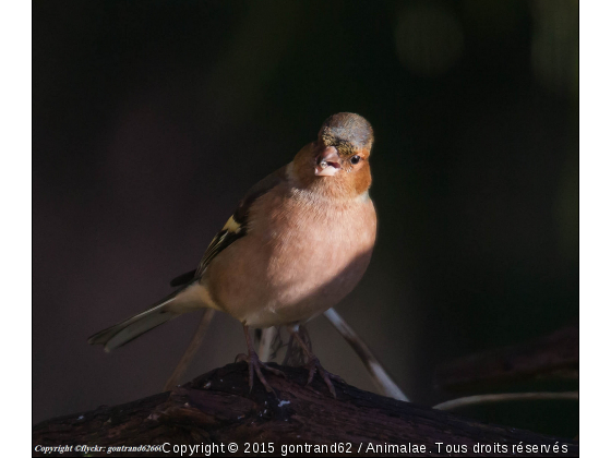 pinson - Photo de Oiseaux