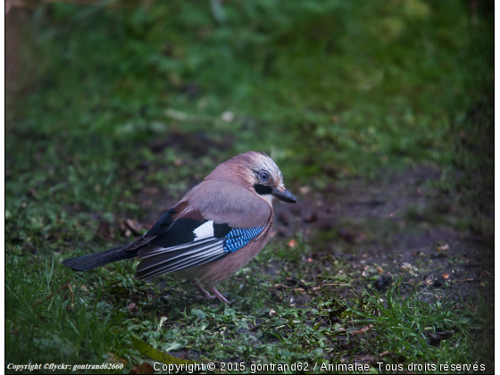 geai des chenes - Photo de Oiseaux