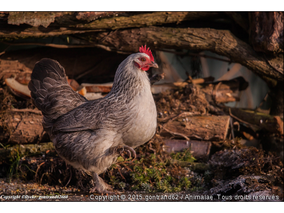 poule - Photo de Animaux Ferme