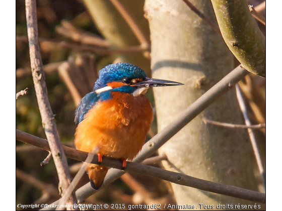 martin pecheur - Photo de Oiseaux