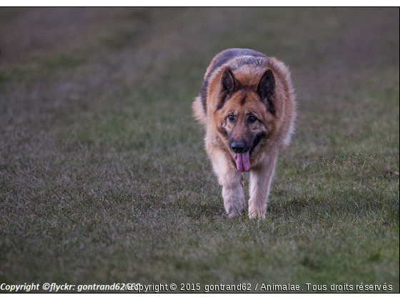 berger allemand - Photo de Chiens