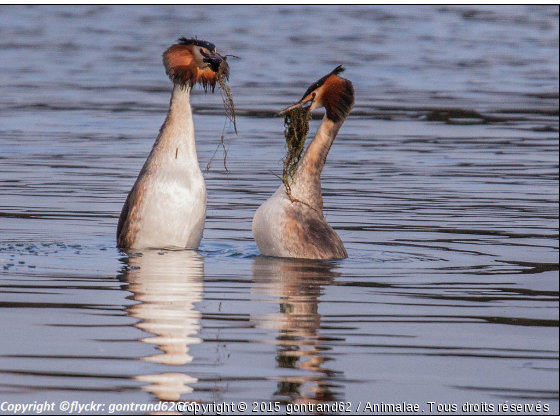 frebes huppes - Photo de Oiseaux