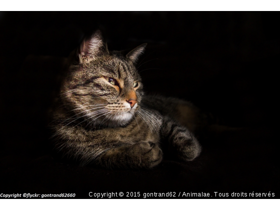 chat - Photo de Chats