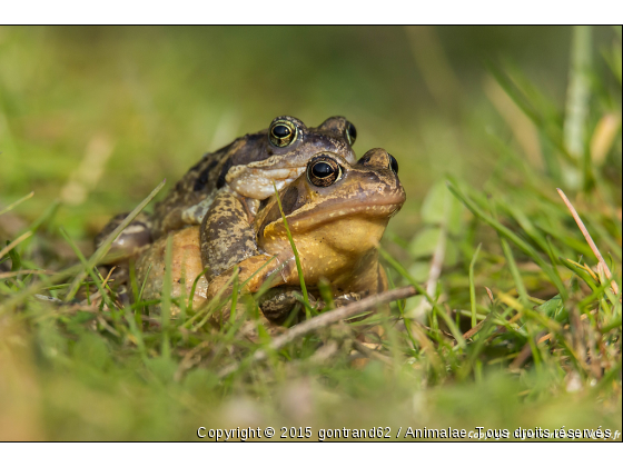 grenouilles - Photo de Animaux sauvages