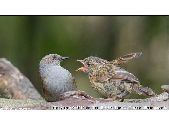 accenteur mouchet - Photo de Oiseaux