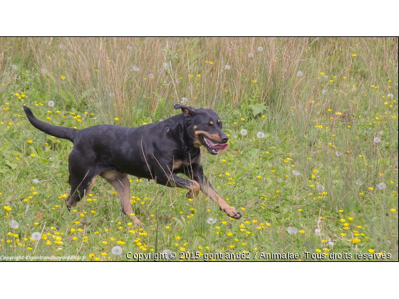 chien - Photo de Chiens