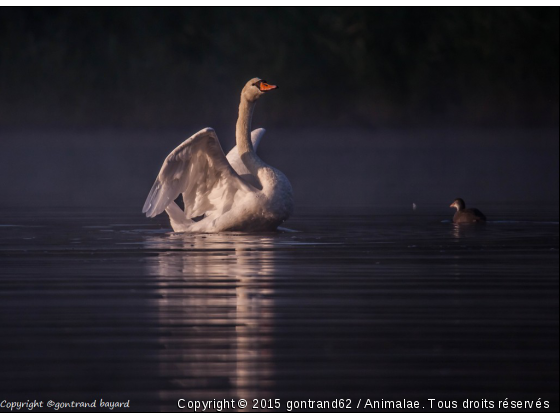 cygne tuberculé - Photo de Oiseaux