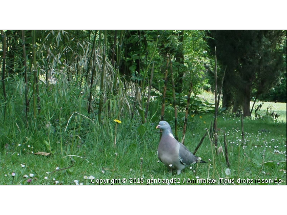 pigeon ramier - Photo de Oiseaux