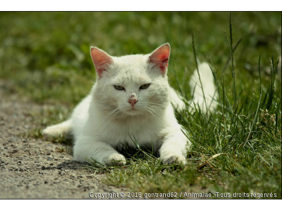 CHAT - Photo de Chats