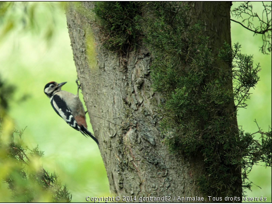 PIC EPEICHE - Photo de Oiseaux