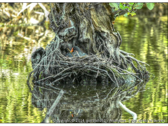 nid de poule d&#039;eau - Photo de Oiseaux