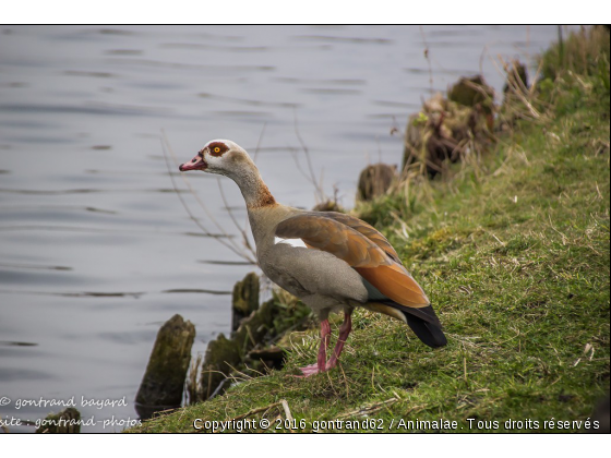 ouette d&#039;egypte - Photo de Oiseaux