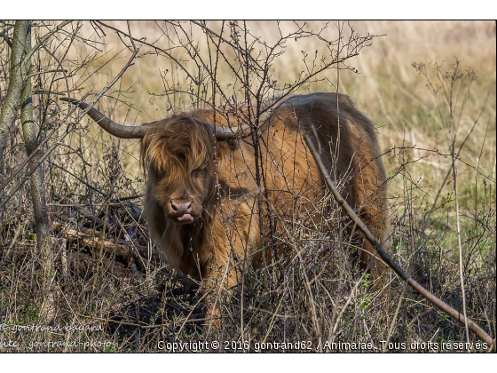 vache highland - Photo de Animaux Ferme