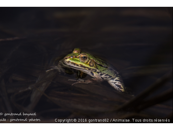 grenouille - Photo de Animaux sauvages