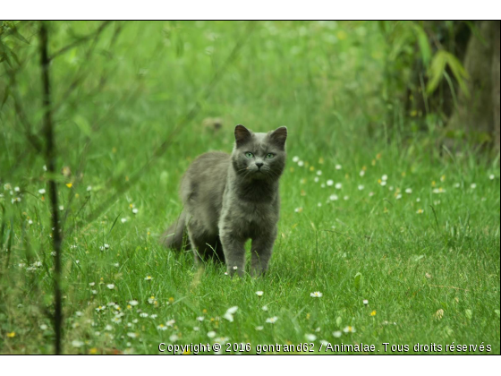 chat - Photo de Chats