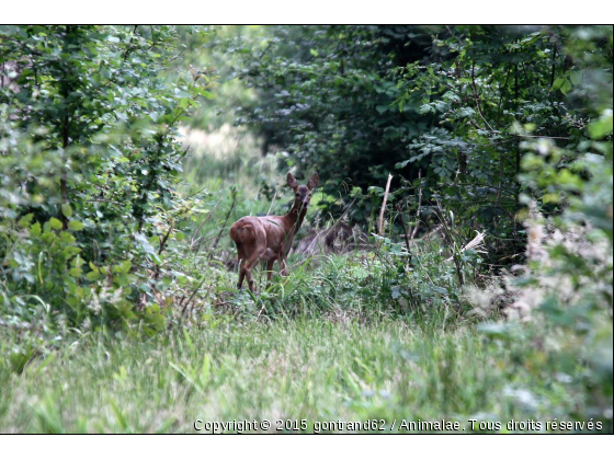 chevreuil - Photo de Animaux sauvages