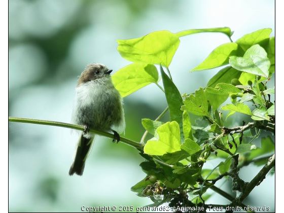 mesange - Photo de Oiseaux