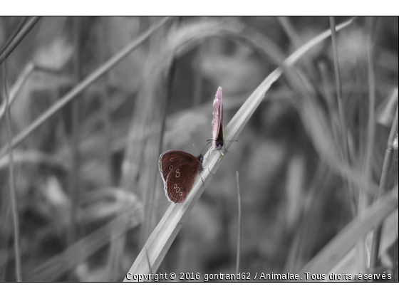 papillons - Photo de Microcosme