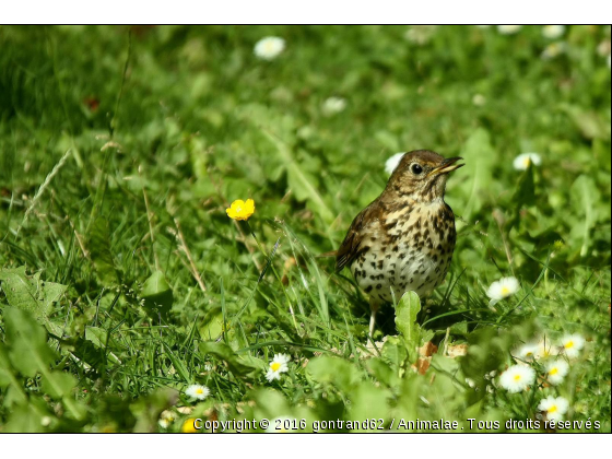 grive - Photo de Oiseaux