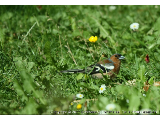 pinson - Photo de Oiseaux