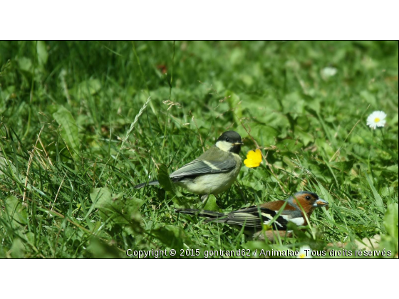 mesange et pinson - Photo de Oiseaux