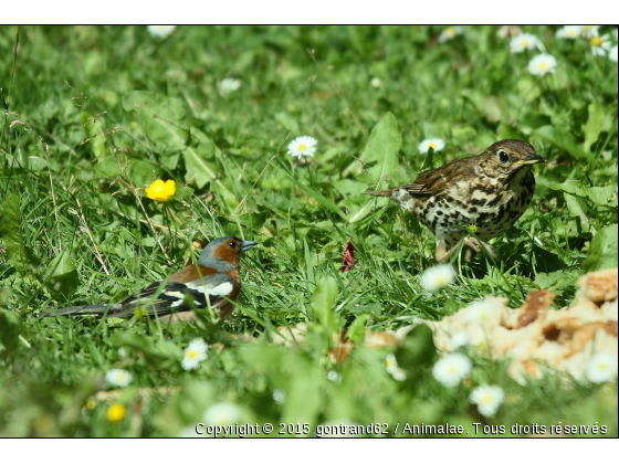 grive et pinson - Photo de Oiseaux