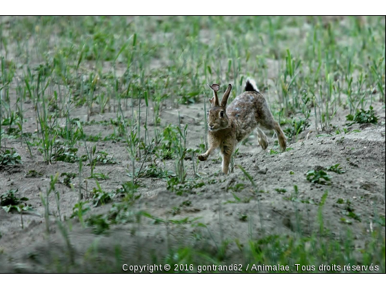 lapin - Photo de Animaux Ferme