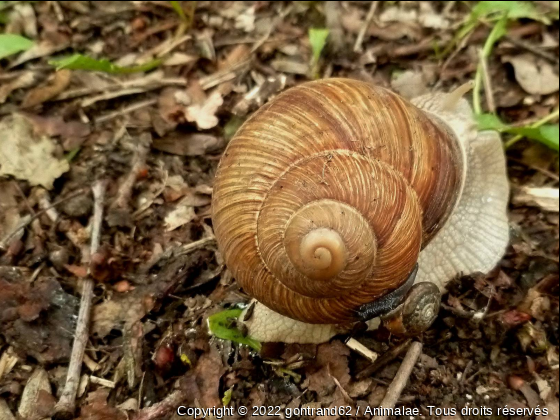 escargots - Photo de Microcosme