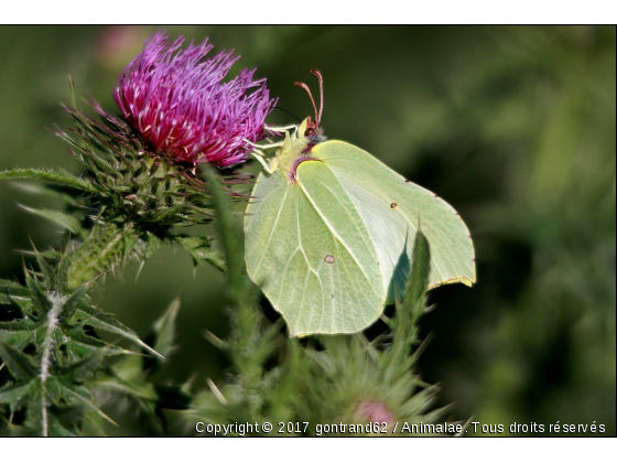 papillon - Photo de Microcosme